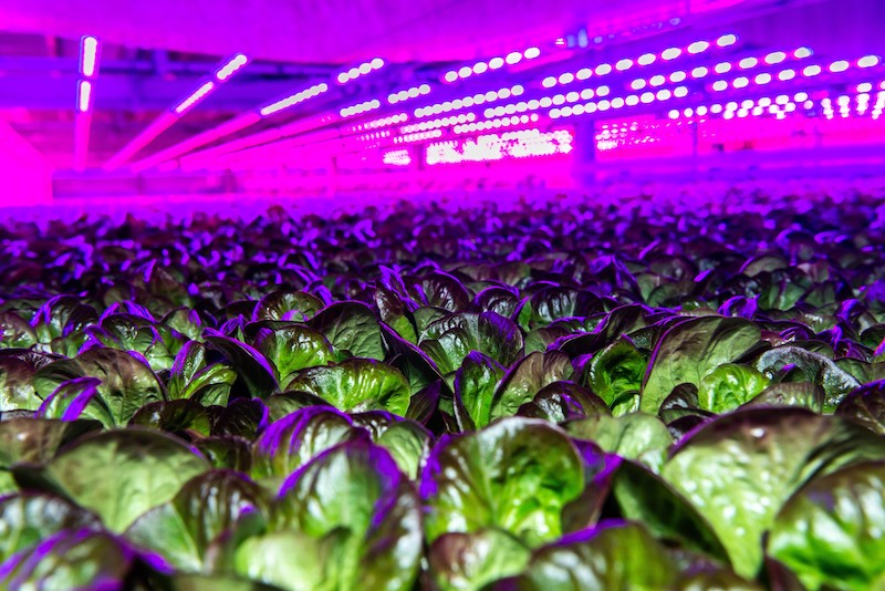 siemens to enhance indoor farming for future food security
