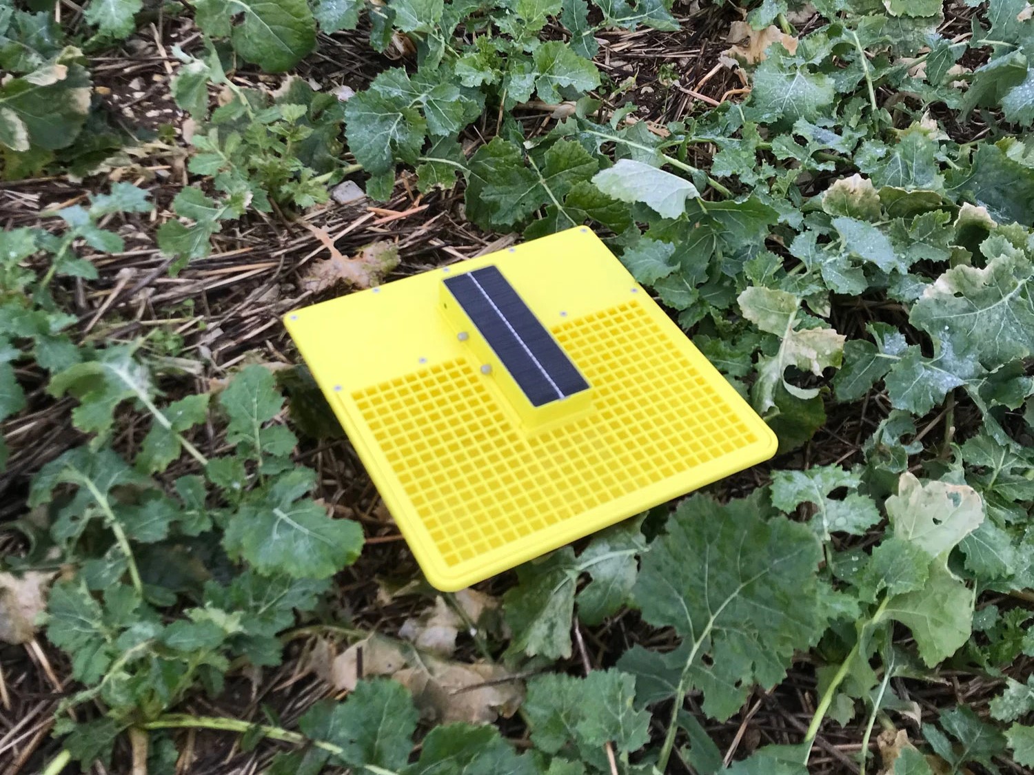 The MagicTrap identifies and monitors pests using high-resolution camera technology and AI