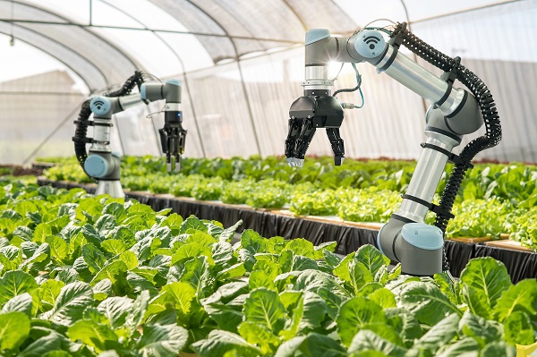 Lettuce-picking robot concept