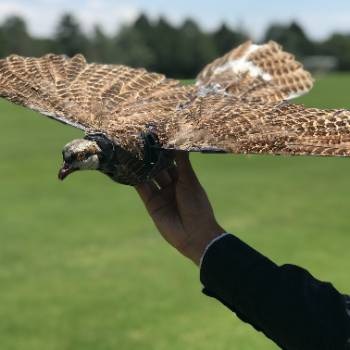 Bird drone from NM Tech