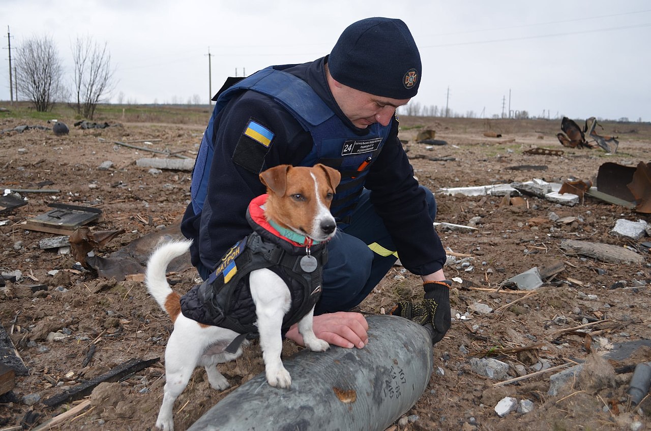 A little hero uses his sense of smell to look for land mines