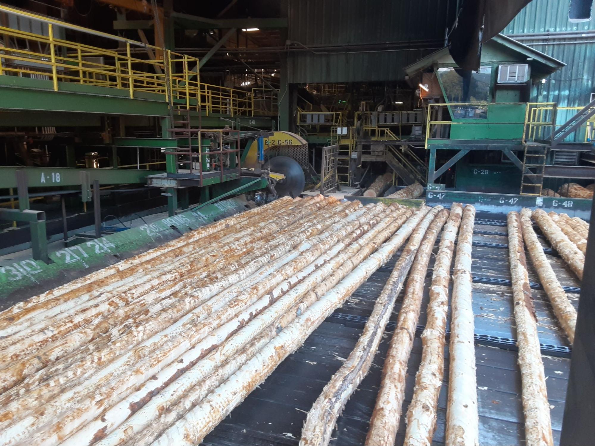 The circular saw trims the logs into suitable board lengths.