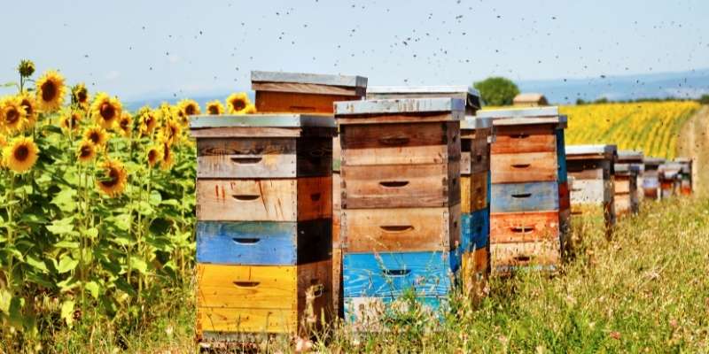 Beehives