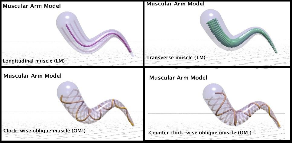 muscle simulation of muscular arm model for soft robotics research