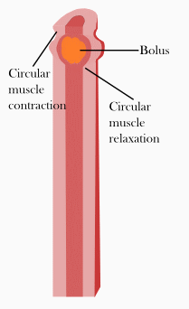 peristalsis in action
