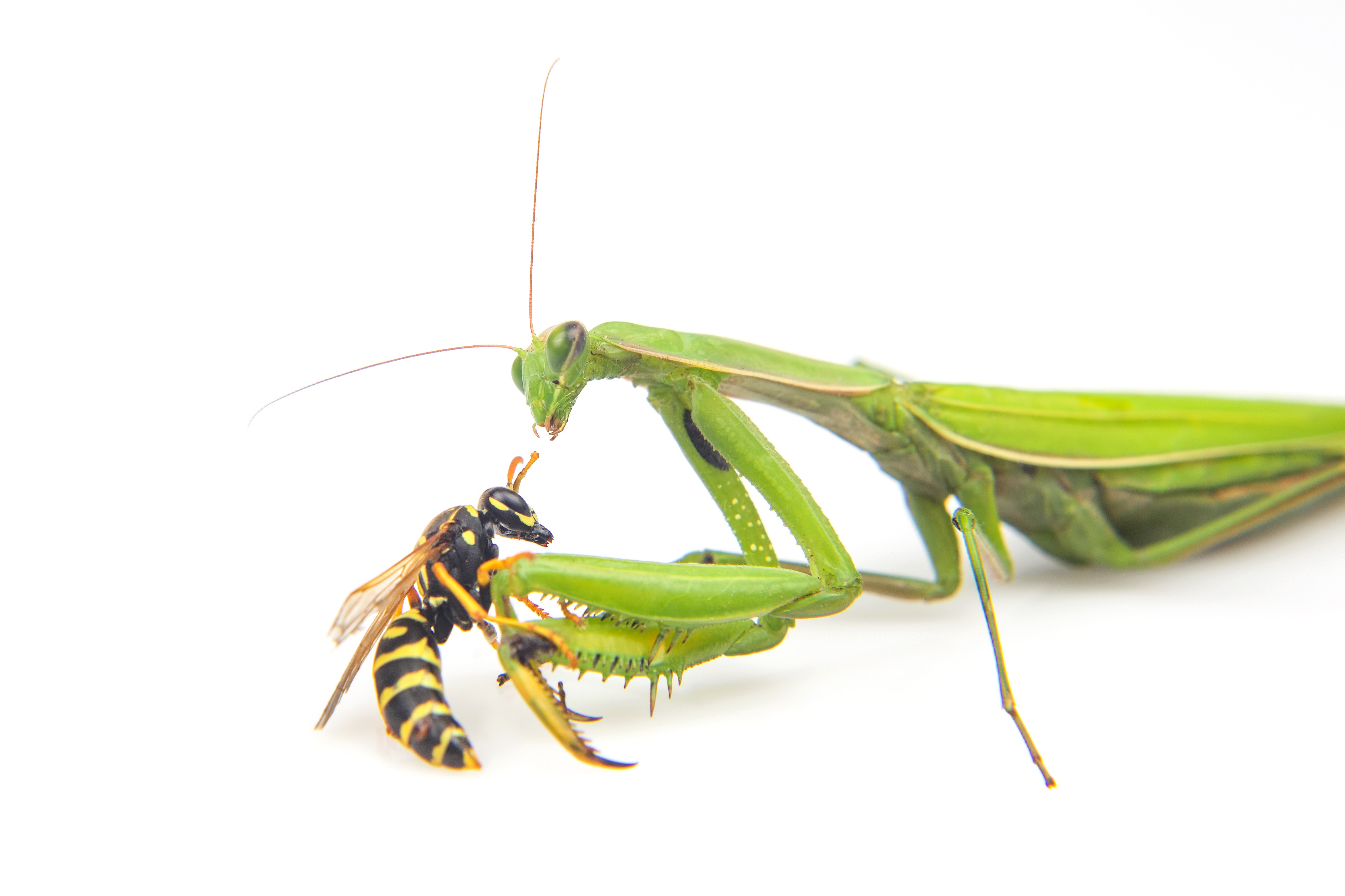 Students and researchers at Newcastle University used the data collected from a 2016 study proving Praying mantis stereoscopic vision to develop an algorithm that improves robot vision and motion control. 