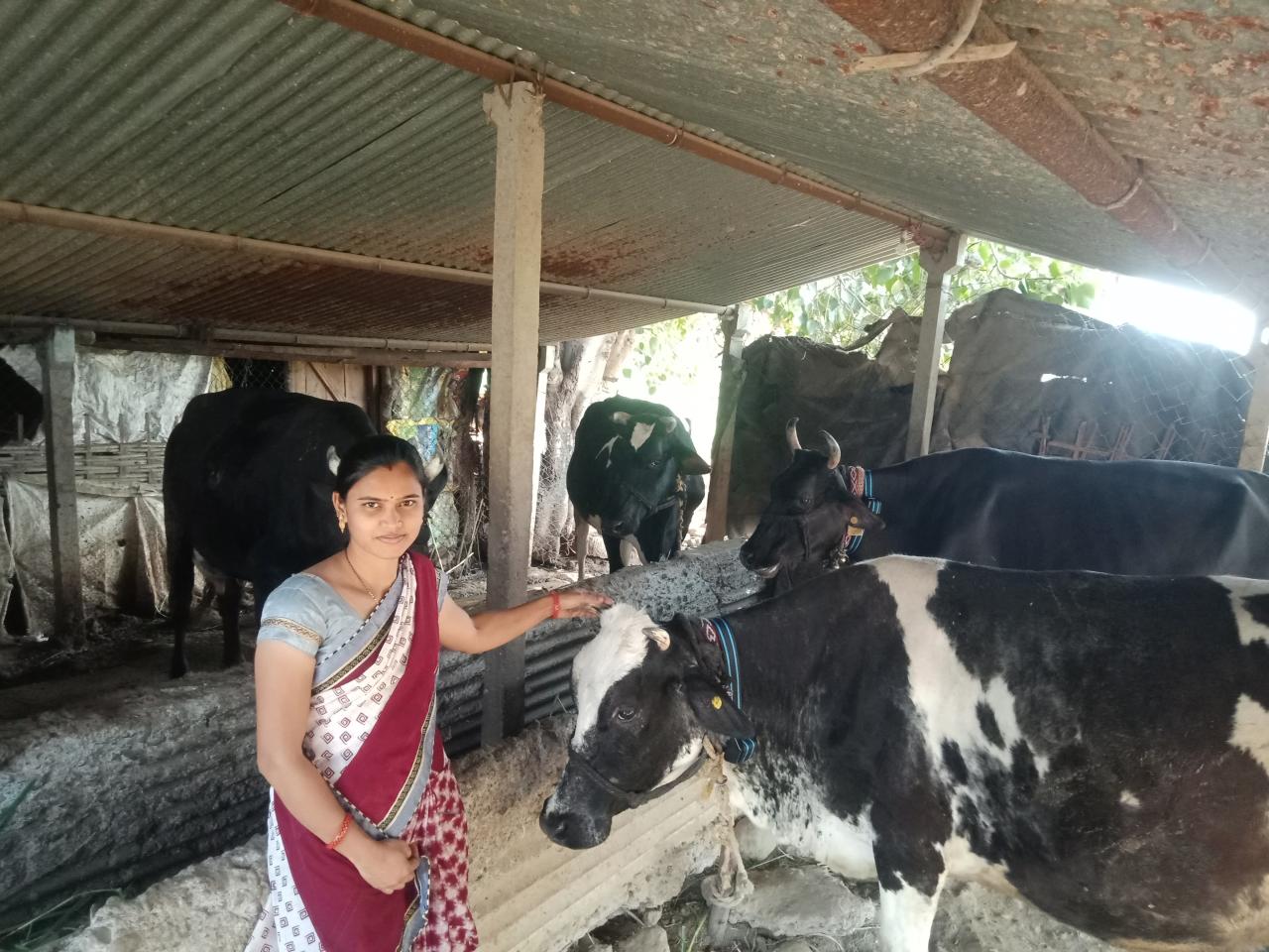 Over six months of the project’s implementation, farmers have seen a 15-20% higher milk yield