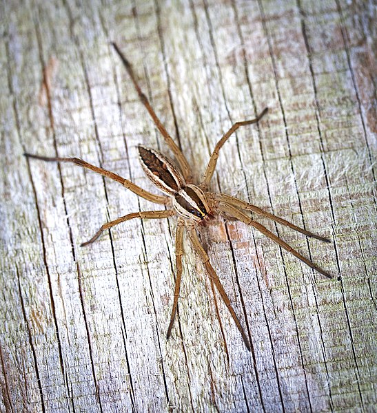 Wolf Spider