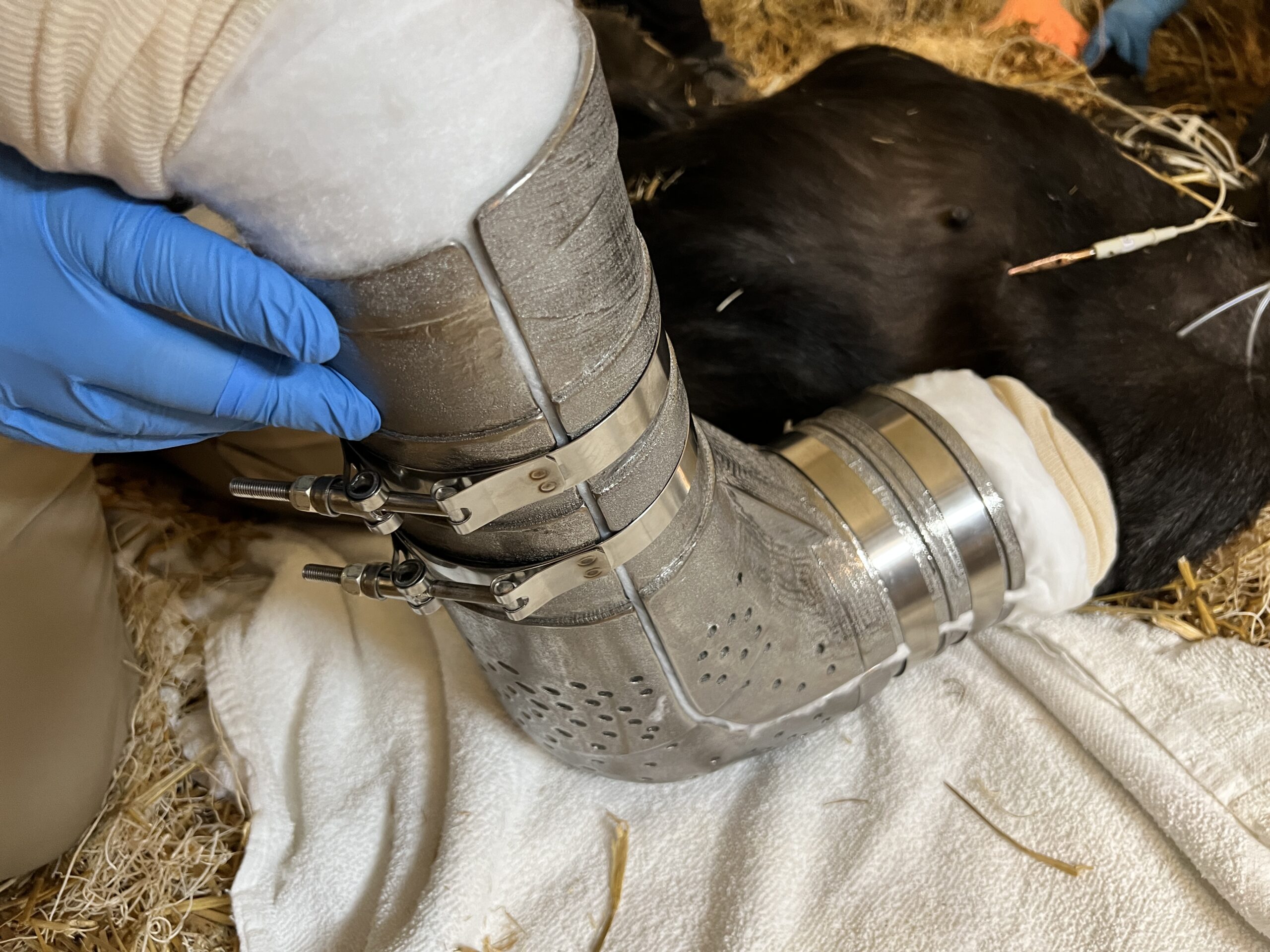 Gladys being fitted with GE’s 3D-printed titanium cast