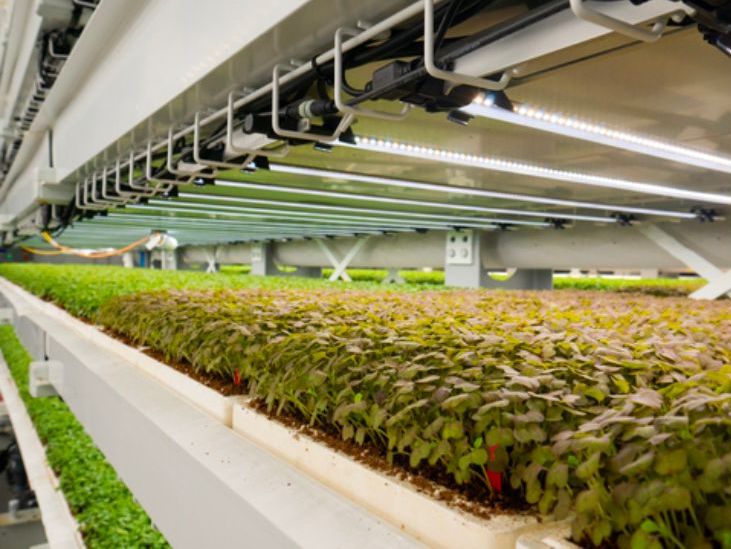 Upward Farms automated solutions