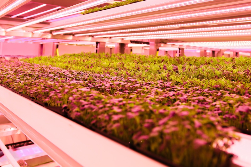 Vertical farm from Valoya