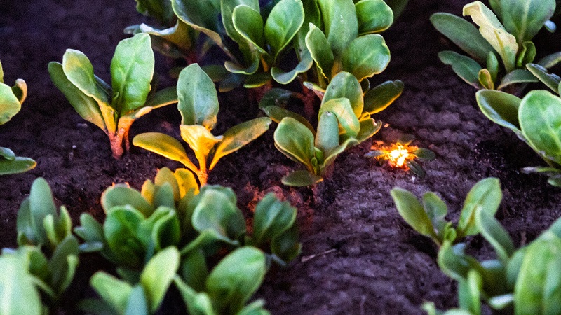 Laser burning weeds