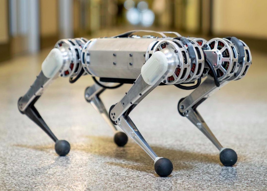 cheetah quadruped
