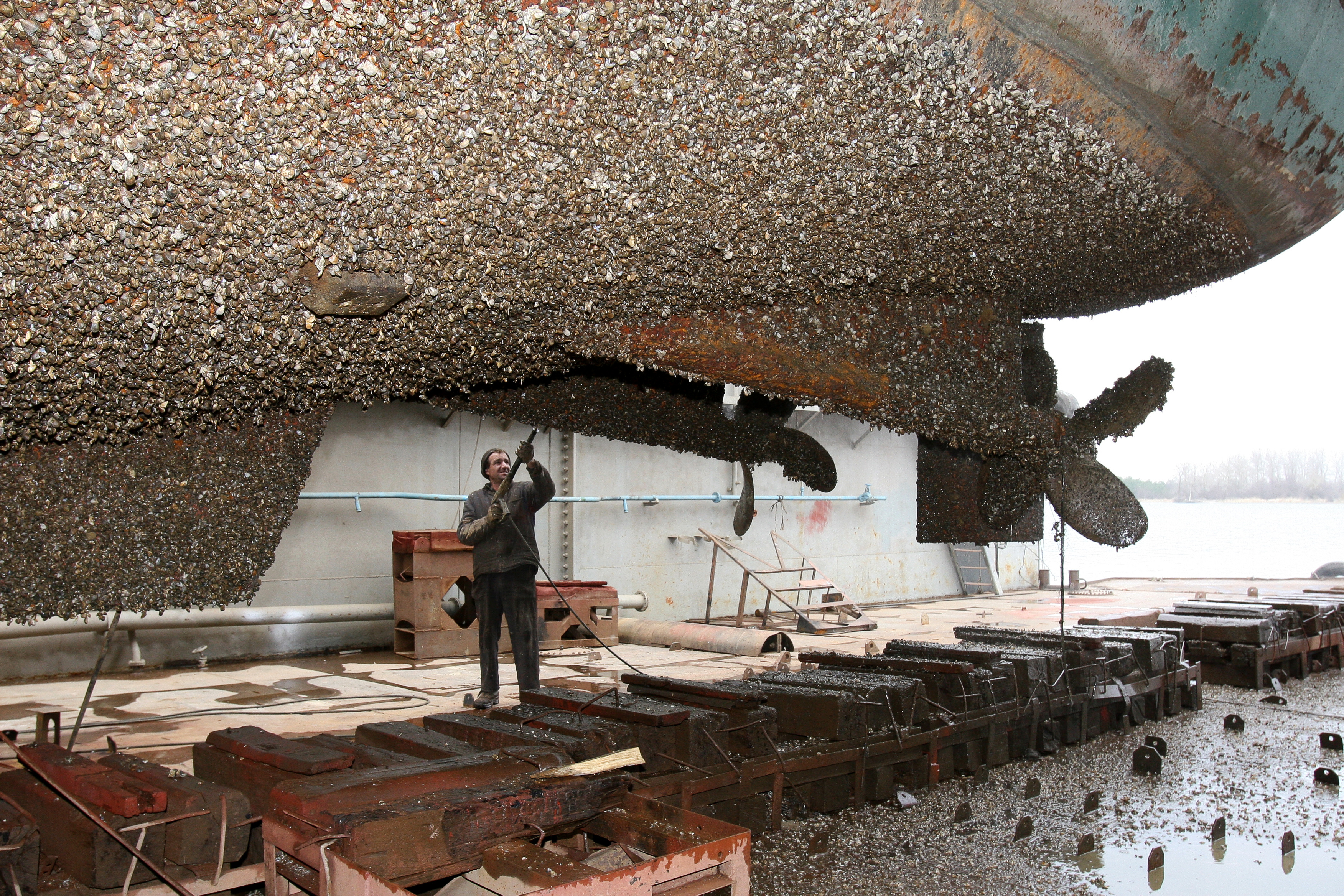 Mussels produce a protein that consists of the amino acid DOPA, allowing them to adhere to ship surfaces