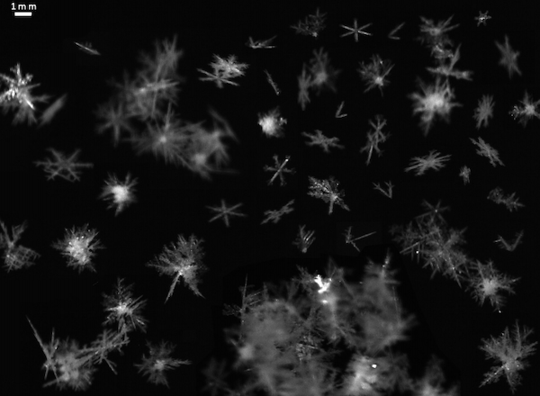 nano pulses
