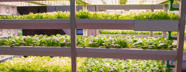 Vertical Farming products in racks