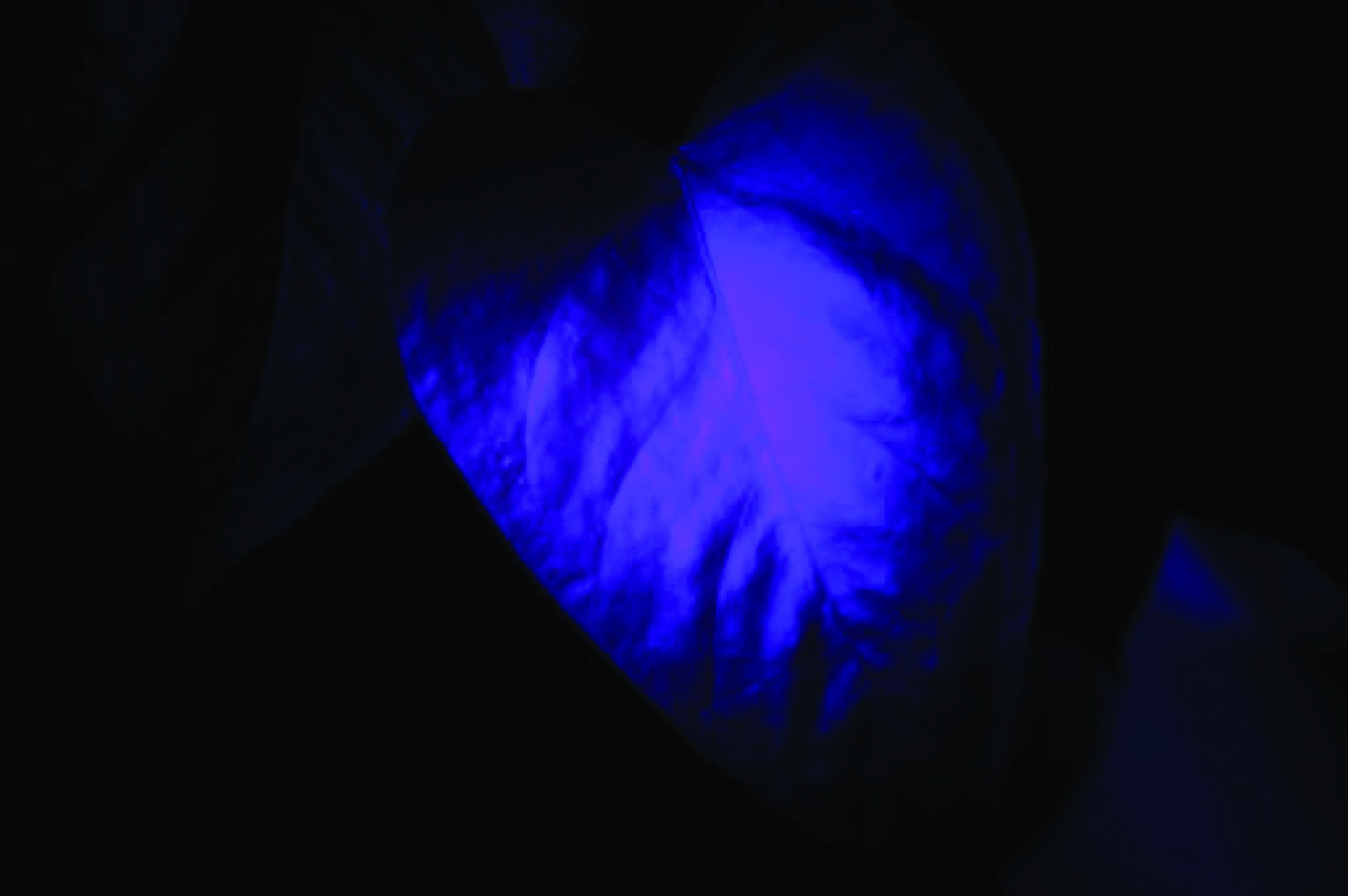 house-plant leaf illuminated by a black light
