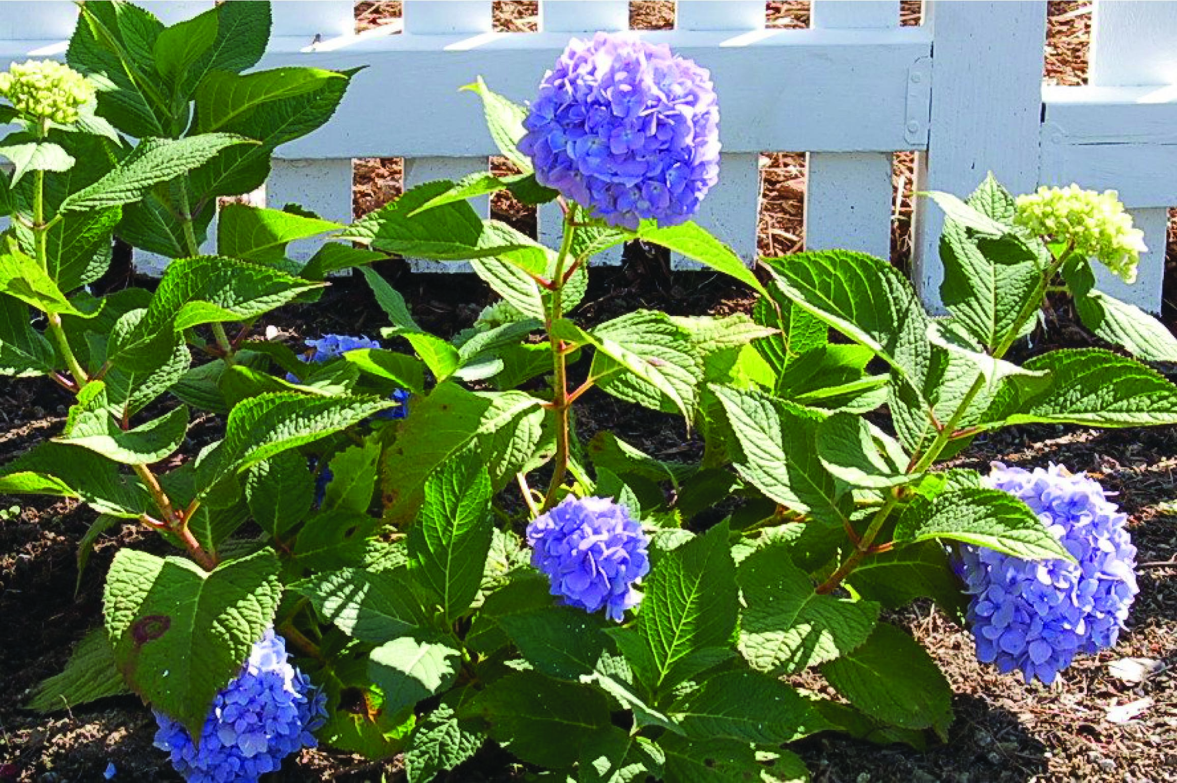 hydrangea plant 