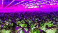 Siemens Sets its Sights on Global Food Security and Sustainability 