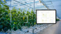 Trial Partnership Tests AI-Powered Technology To Automate Greenhouses