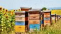 Beewise Employs AI, Robotics, and Vision to Monitor and Safeguard Bee Populations