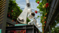 Strawberry Season Is Here! Harvesting Robots Are at the Ready