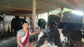 Rockwell Automation Collaboration Improves Dairy Farming in Rural India