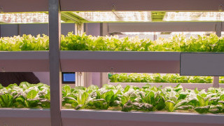 What Is Vertical Farming? A Look Into Airflow and Lighting Automation in Agriculture
