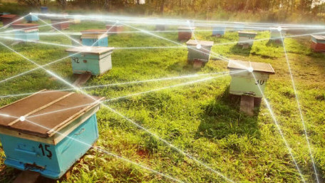 PLCnext Community Gets Beehind Next-gen Smart Hive Technology