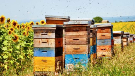 Beewise Employs AI, Robotics, and Vision to Monitor and Safeguard Bee Populations