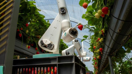 Strawberry Season Is Here! Harvesting Robots Are at the Ready