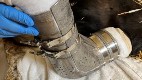 From the Factory Floor to the Cincinnati Zoo: A Look at the Latest in 3D Printing